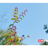  中国日报网丨湖南湘潭：上半年发放创业贷款1.23亿元 惠及142个创业主体