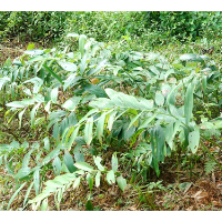 湘潭县:返乡创业种黄精 致富路上“药”飘香