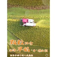 海报丨湘潭：早稻收割忙 谷粒满盈仓