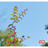 视频丨暑期如何让“小眼镜”远离孩子的眼睛 让我们听听湘潭爱尔眼科专家怎么说