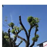湘潭园林对河东地区病树弱树集中开展“救援”行动