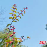 江麓集团获评湖南省2022年度环保信用评价诚信单位