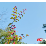 湖南省级数字乡村试点名单公布  湘潭市三地上榜