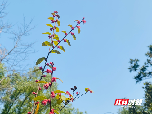 红视频丨首善岳塘谱新篇 岳塘区“两会”开幕