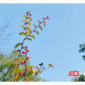 雨湖区“职业指导进校园”助力高质量就业