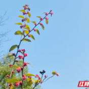 99元守护百万健康：中国人寿普惠保险解民忧