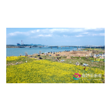 湘潭县油菜花开遍地“金”