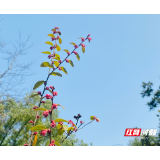 湘潭市创新构建“1＋6”工作机制 空气质量达标攻坚再升级 