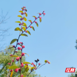 科普视频丨不管是甜粽还是咸粽 中医提醒这三类人别乱吃
