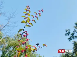 科普视频丨不管是甜粽还是咸粽 中医提醒这三类人别乱吃
