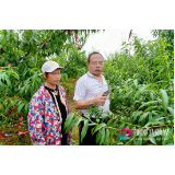 湘潭县果园里的“银发护理师”