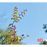 雨湖区一企业自主研发的绅泰春茶碱缓释片首达国际顶尖质量标准