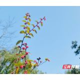 湘潭市“三改一扩”助企转型升级成效显著  