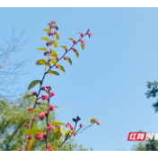 中国人寿持续加大对个体工商户、小微企业保障支持力度