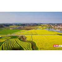 湘乡泉塘：金色花海撬动“美丽经济”
