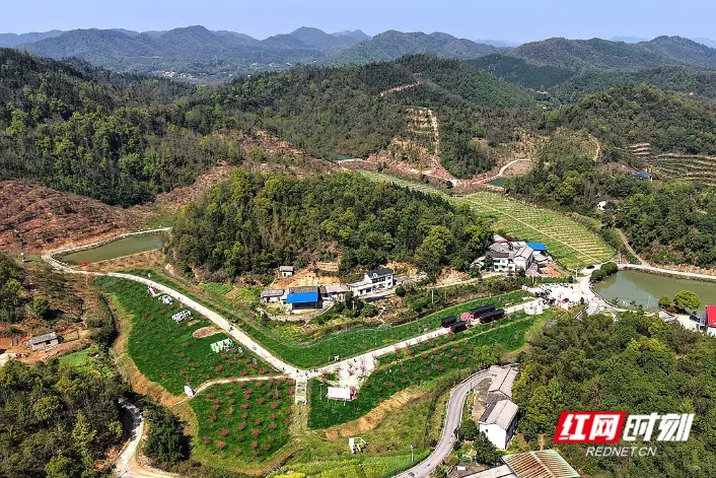 组图丨绯云绛雪映春光 岳塘七星醉桃花