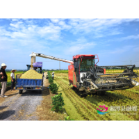 产业“莲”通致富路丨农时已“稻” 良田生“金” 湘潭县双抢跑出丰收加速度