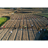 韶山市银田镇华南村：200亩不利耕种的农田成为药材种植基地