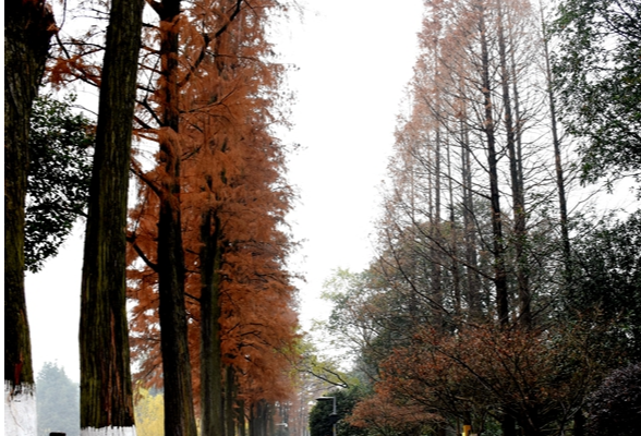 视频丨湘潭：“菊花塘”里杉树红