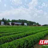 湘潭积极编制规划助推茶产业高质量发展
