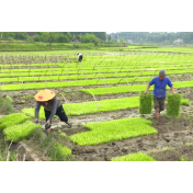 湘潭县：强力推进双季稻种植 让农民乐吃“种田饭”