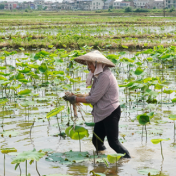 湘莲之乡 藕尖采收忙(组图)