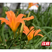 @湘潭人 绿化带内萱草花虽美但不可食用