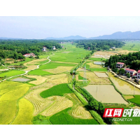 “双抢”时节 湘潭大地“早晚”交织的田园诗画有多美？