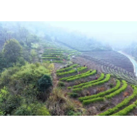 岳塘区：美丽荷塘春意浓 乡村振兴入画来