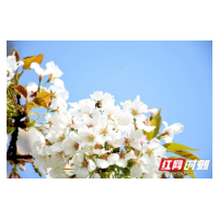 湘潭：春暖花开艳阳照 百花争艳岁月安