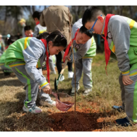 岳塘区湖湘学校开展“绿化校园”义务植树活动