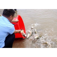湘潭县：300余万尾鱼苗投放湘江