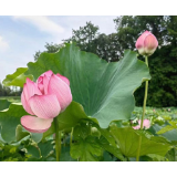湘潭县乌石镇：以莲花之美，绘就乡村振兴新篇章（图）