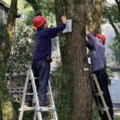 湘潭园林为古树名木后备资源挂牌 给50岁以上的树木上“户口”