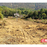韶山市杨林乡：种上樟树的基本农田“回来”了