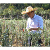 岳塘区：“优秀乡土人才”彭添喜放弃“铁饭碗” 闯出苗木产业“新天地”