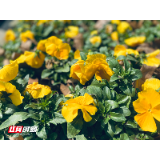 组图丨春意阑珊 湘潭百花欲“燃”