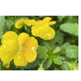 组图丨雨后，湖南理工职院校园里的春景