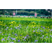 五一假期，打卡湘潭县排头鸢尾花节