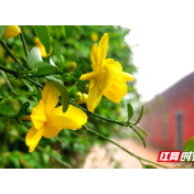 组图｜清晨雾霭中的湘潭技师学院