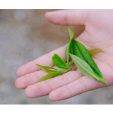 莲城有地标好货④丨湘乡水府茶