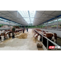 湖南理工职院：驻村帮扶谋产业 黄牛养殖助振兴