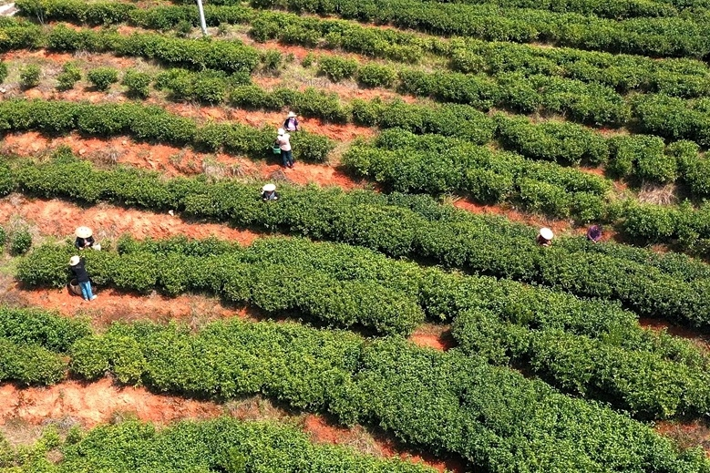 湘乡：“两茶”产业并进 做活乡村振兴文章