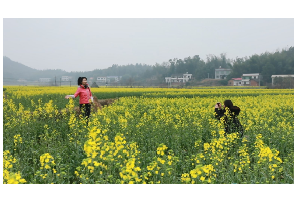 金色点缀暖春 湘乡市东郊乡2000亩油菜花竞相盛放