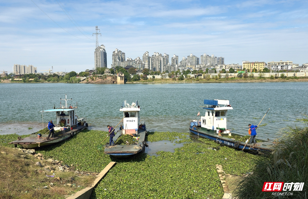 视频丨湘江湘潭段打响水葫芦“歼灭战”