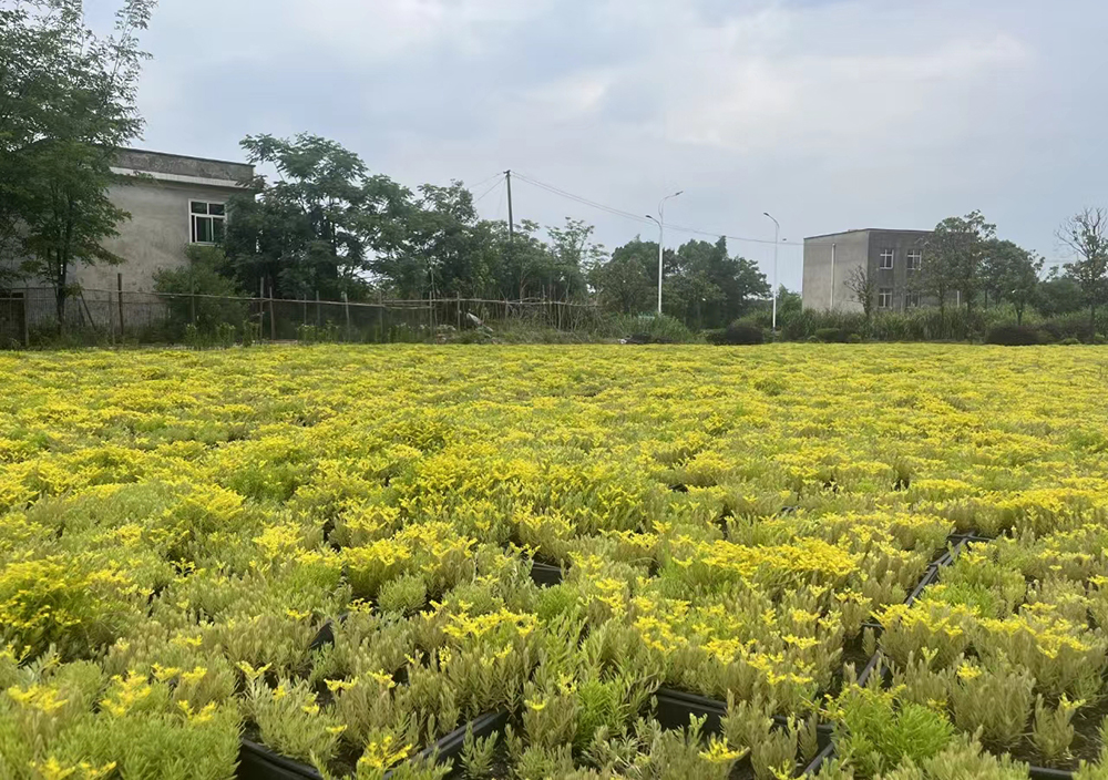 岳塘区农联村盘活土地兴产业 特色种植促增收