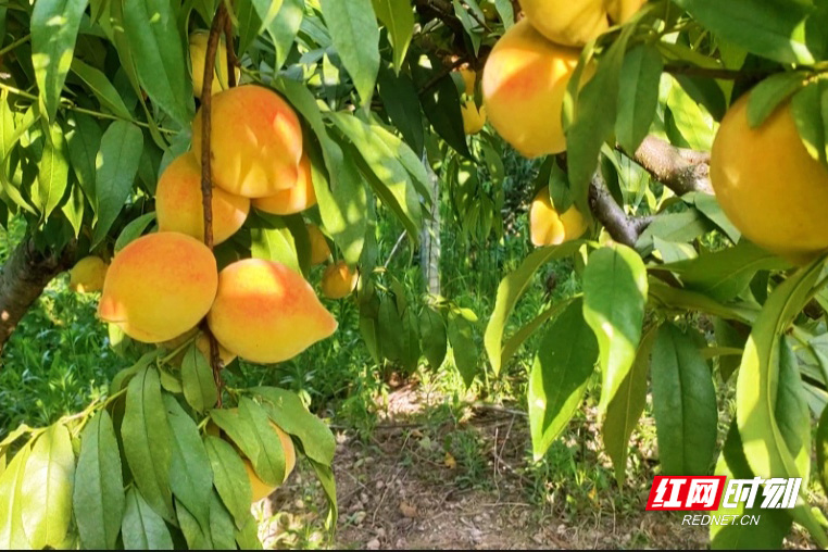 视频丨岳塘区月华村：荒坡蝶变“花果山” 特色种植结出“致富果”