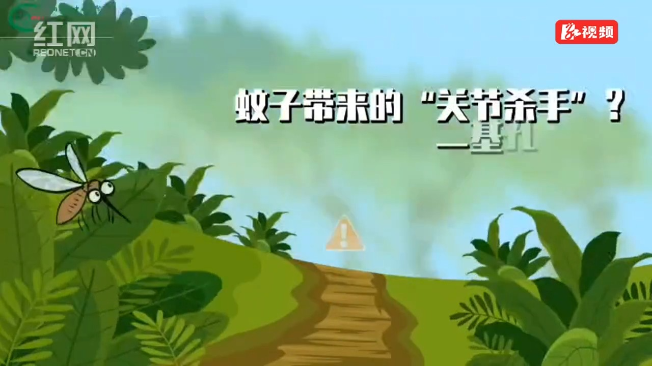 科普视频丨基孔肯雅热：蚊子带来的“关节杀手”