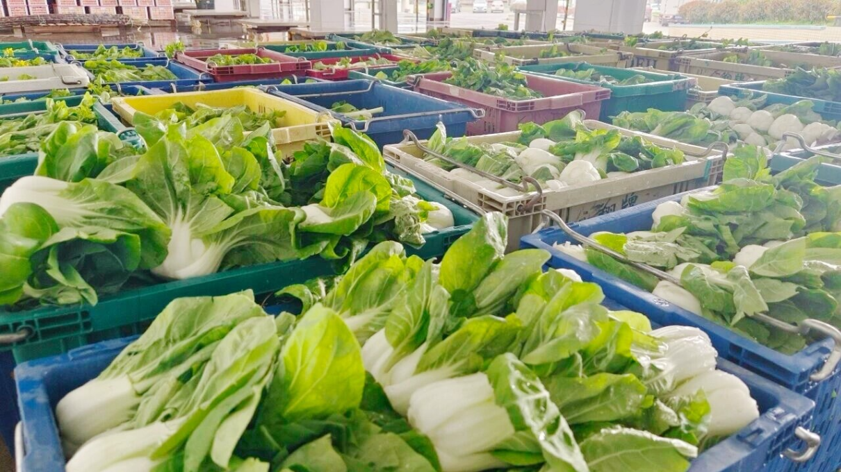 雨湖区：“湘潭矮脚白”走俏大湾区