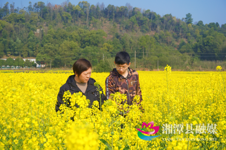 春染沃野“金”满地 湘潭县易俗河镇油菜花海绘就富民新画卷